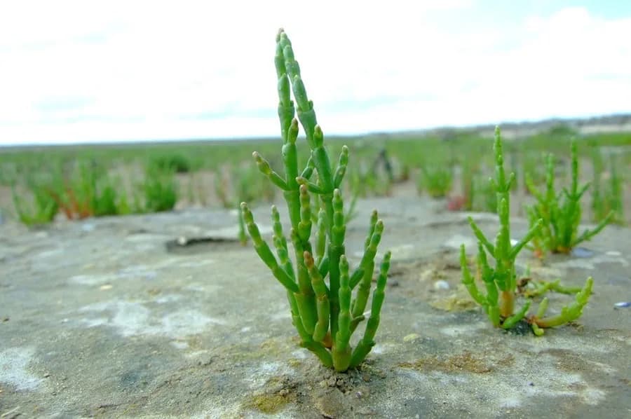 3-Dimethylsulfopropionat