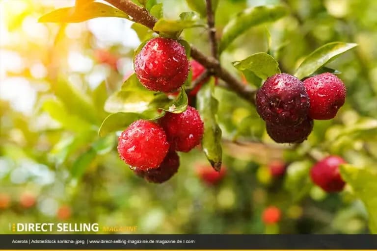 Acerola (Malpighia punicifolia) Frucht Extrakt