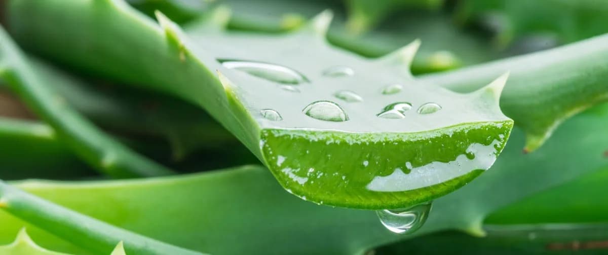 Aloe Vera (Aloe barbadensis) Extrakt