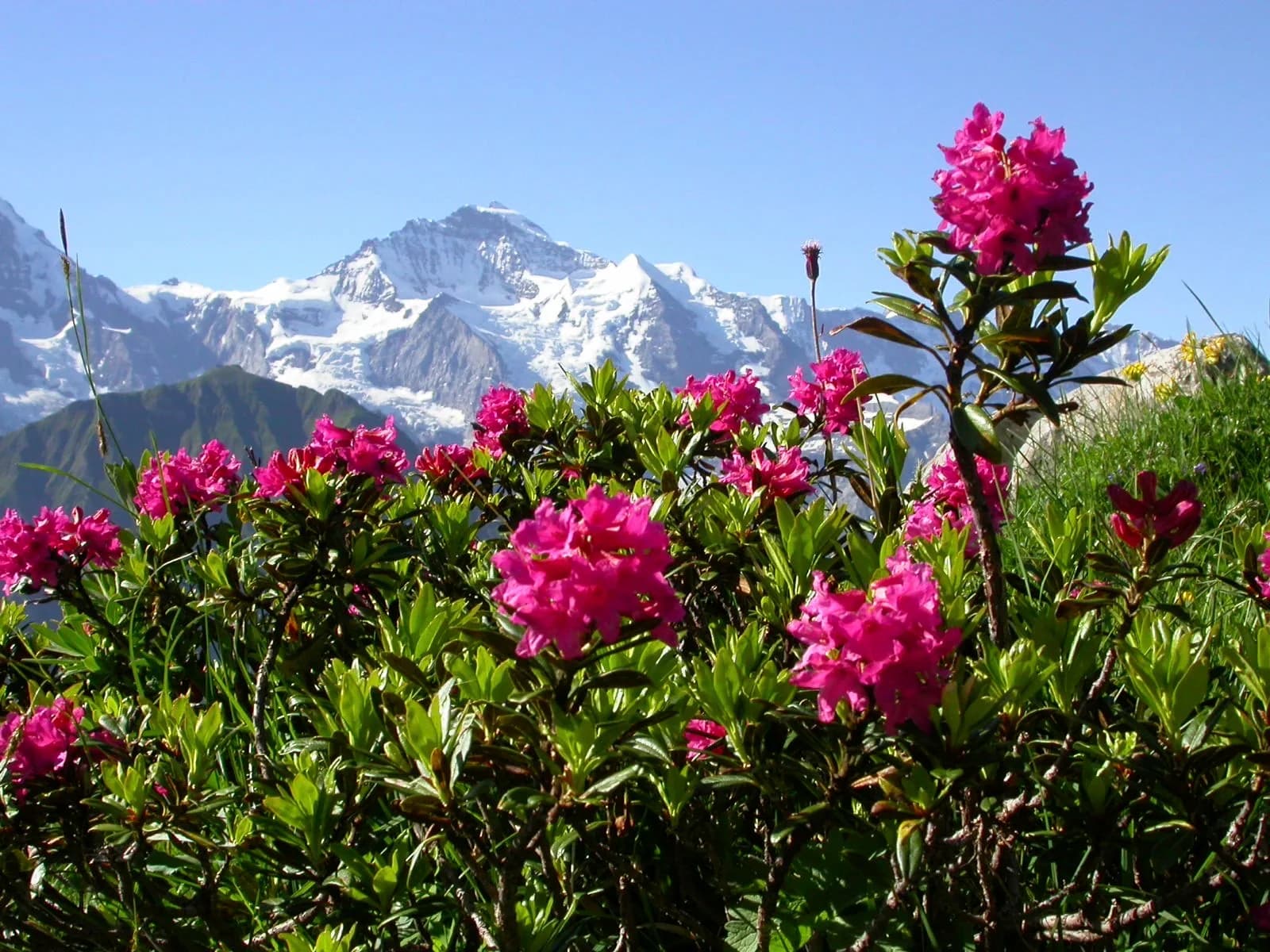 Alpenrose (Rhododendron ferrugineum) Stammzellen