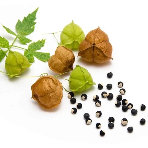 Ballonrebe (Cardiospermum halicacabum) Extrakt