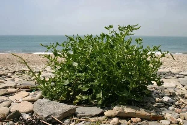 Beta Vulgaris maritima Extrakt