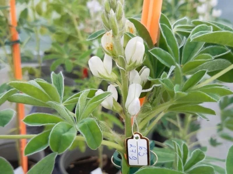 Bioferment aus Grünalgen und weißen Lupinen