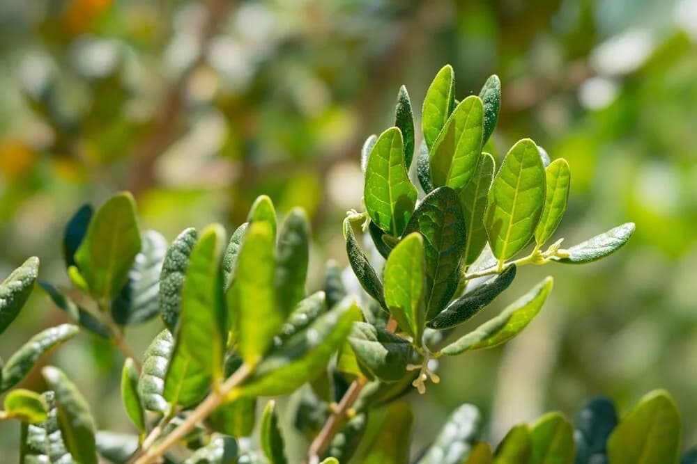 Diacetylboldin Solution