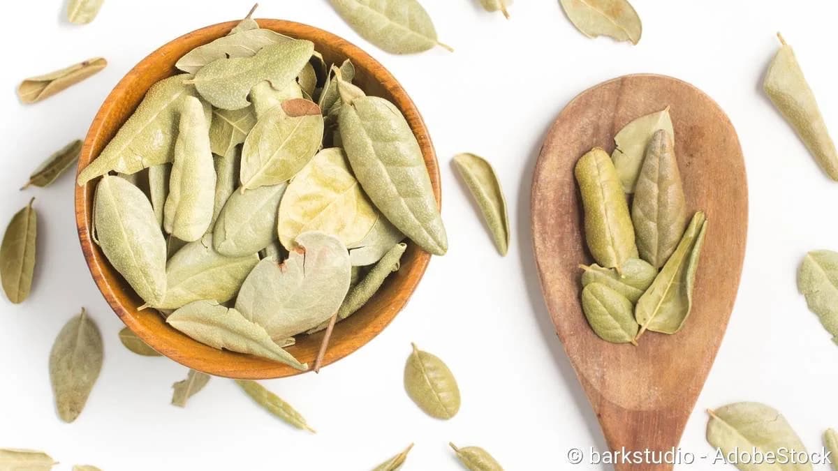 Boldobaum (Peumus boldus) Rindenextrakt