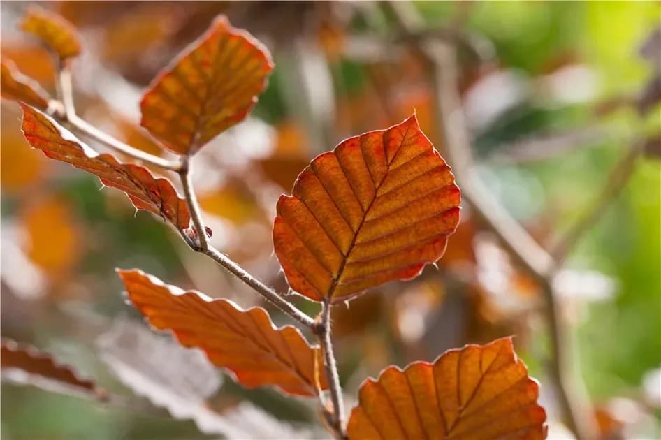 Buchen (Fagus sylvatica) Extrakt