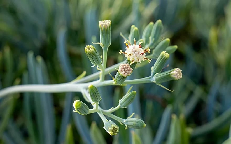 Dimethicone Crosspolymer