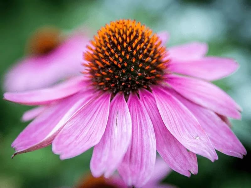 Echinacin