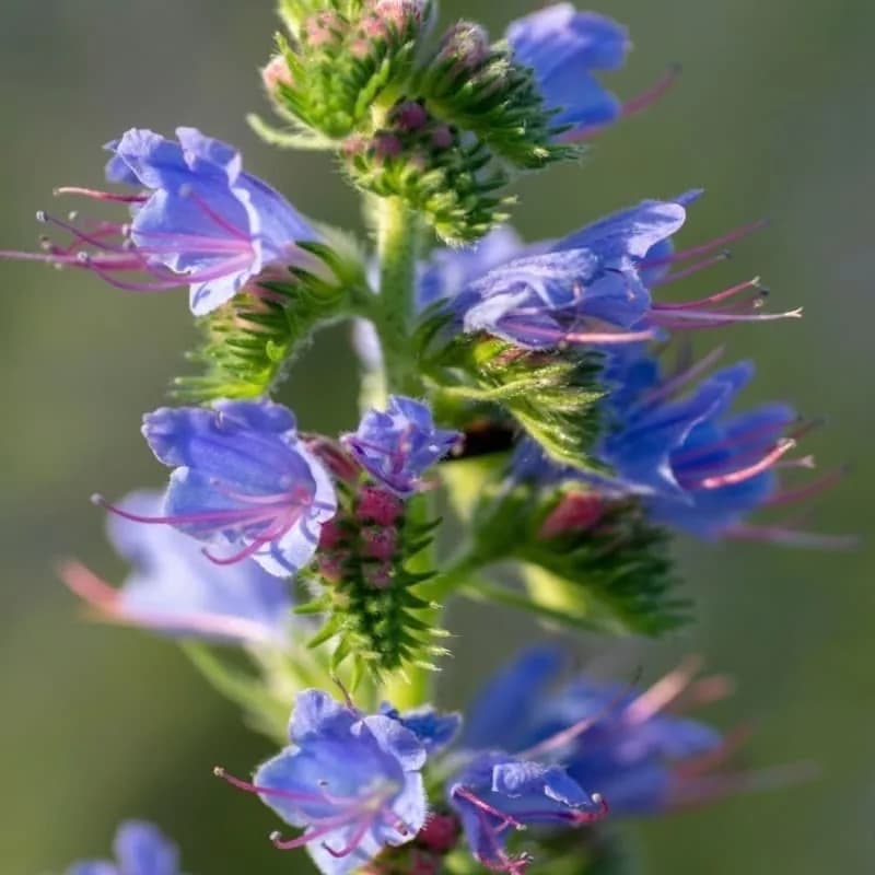 Echium (Echium plantagineum) Öl
