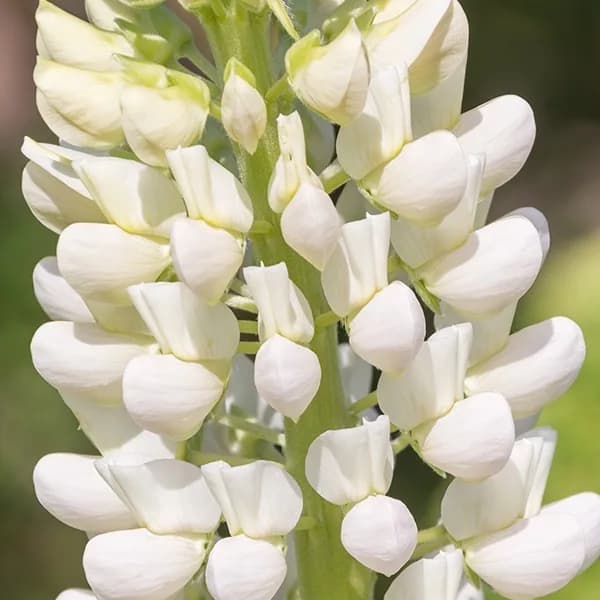 Elastinstimulierende Peptide