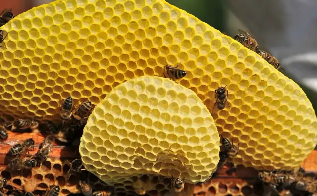 Bienenwachs
