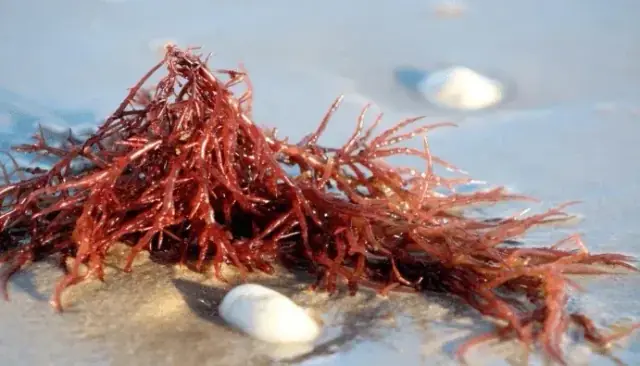 Carrageen