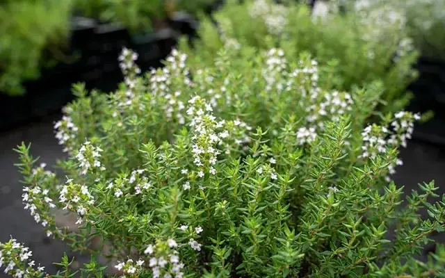 D-Linalool